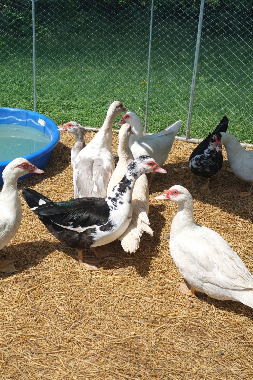 15+ Purebred Fertile Muscovy Duck Hatching Eggs (Rare Colors)