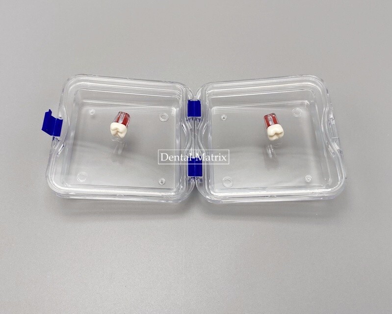 10 Pcs Denture False Teeth Membrane Case Container Hinged Display Box Jewelry