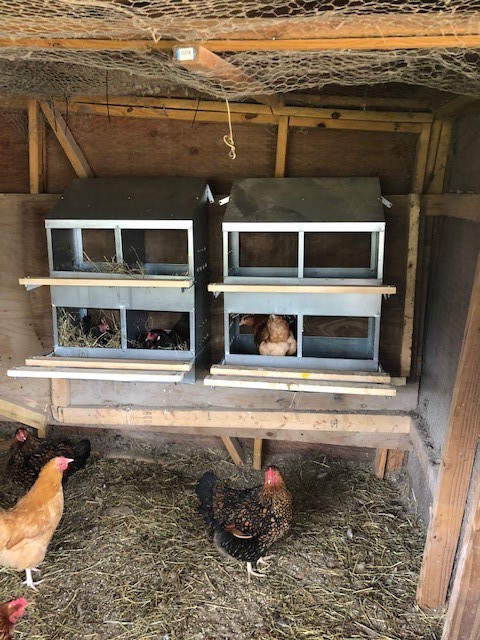 4 Hole Heavy Duty 23ga Galvanized Chicken Nesting Laying Roost Box 0300111