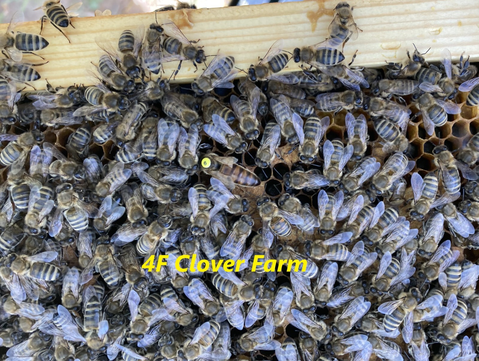Live Caucasian Honey Bee Queen 50% * Mated, Marked & Laying * Ships 7-6-2026