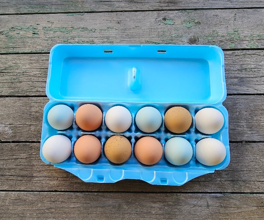 Styrofoam Bulk Egg Cartons (50 pack) Blue