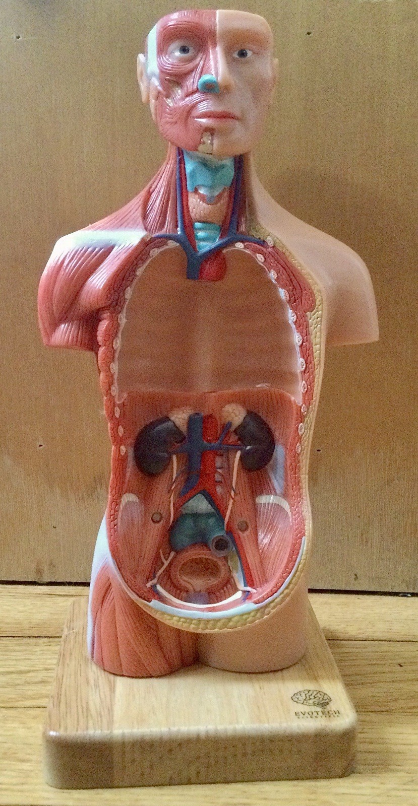 EVOTECH 2023 Newest Human Body Model for Kids, 15 Pcs Removable 11 inch Human…