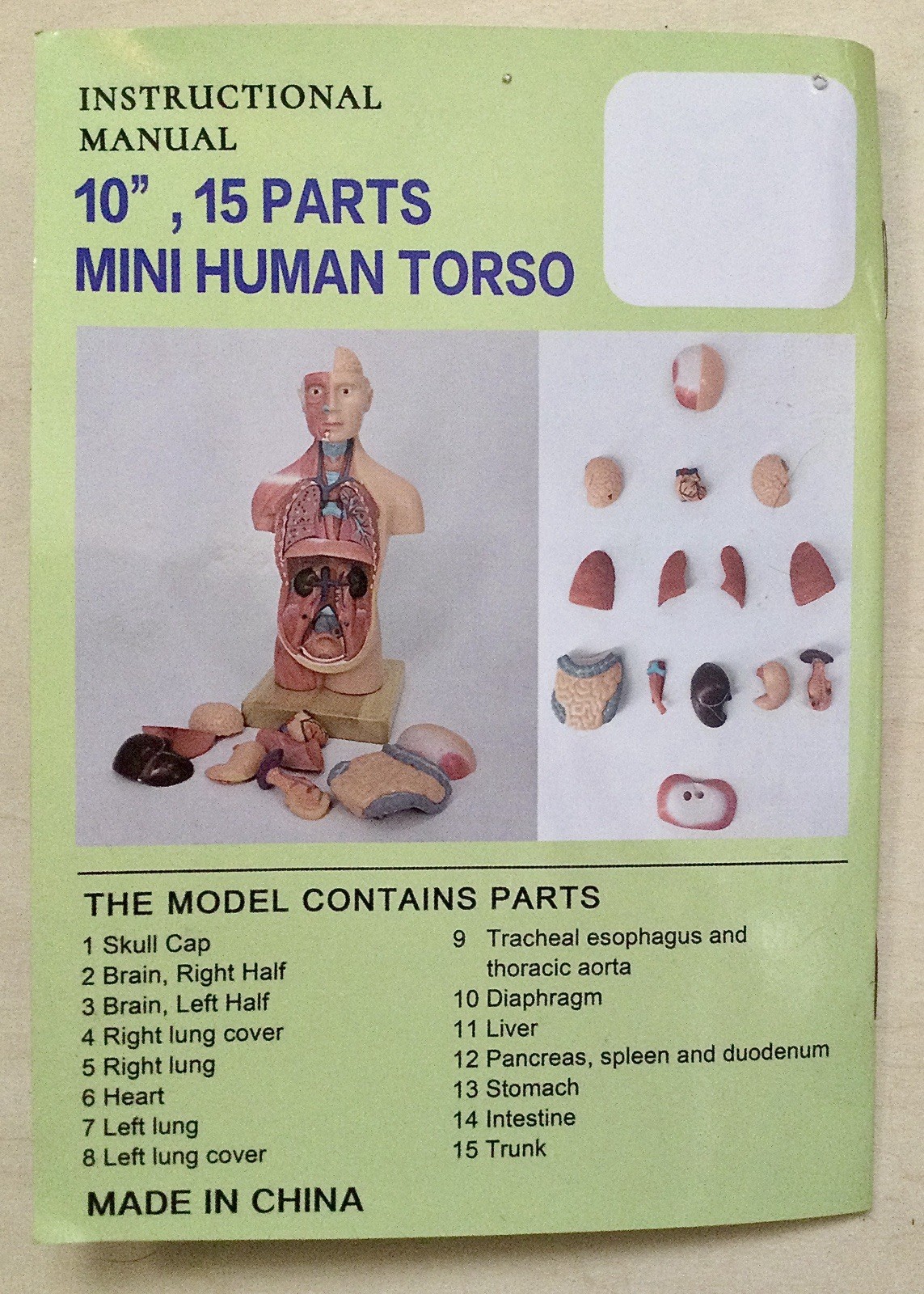 EVOTECH 2023 Newest Human Body Model for Kids, 15 Pcs Removable 11 inch Human…