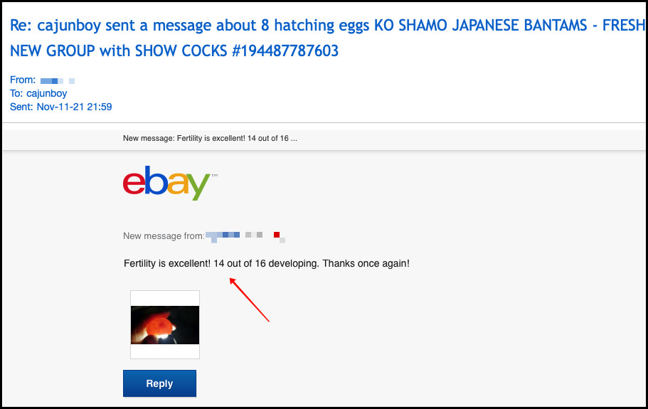 7 KO SHAMO BANTAM EGGS VERY FRESH SUPERB QUALITY these will Ship 2 day FedEx