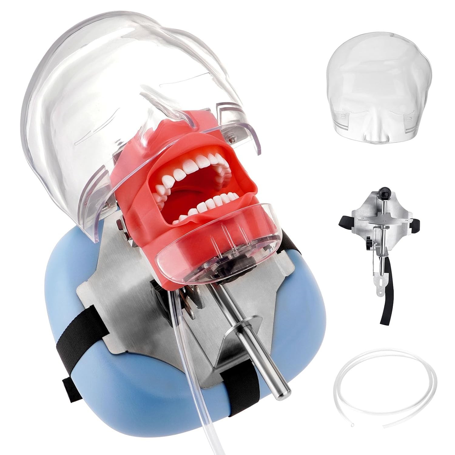 Dental Manikin Simulator Phantom Head Dental Mannequin Head Detachable 28 Teeth