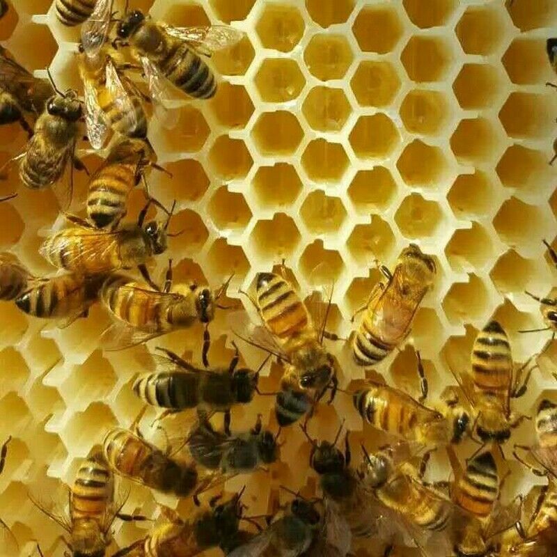 7PCS Auto Seeping Honey Bee Hives Beehive Frames +Cedarwood Beekeeping Brood Box