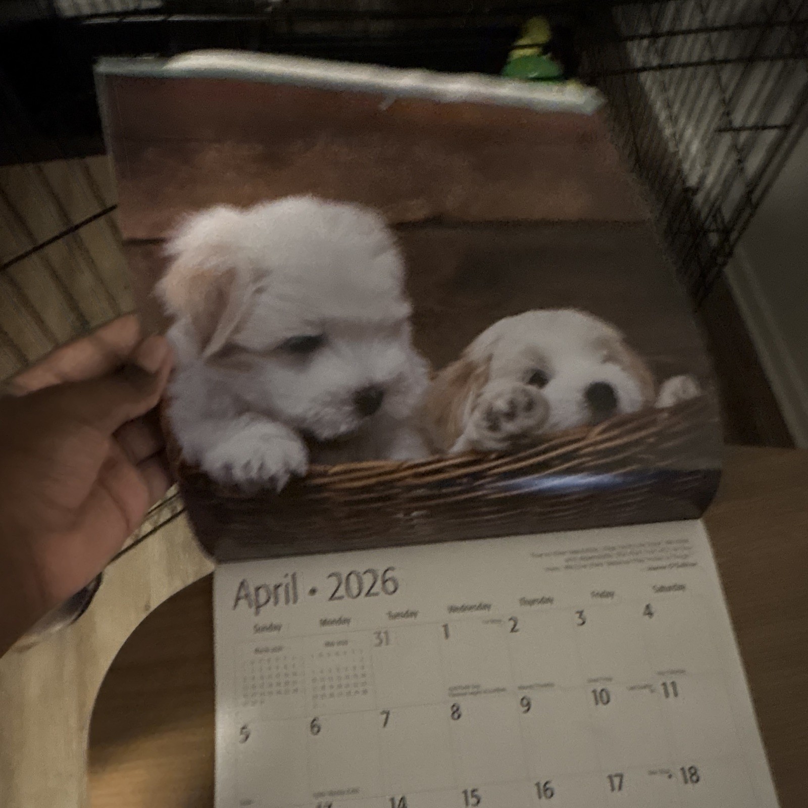 Red Ember Maltese Puppies Wall Calendar 2026 12-Month Calendar