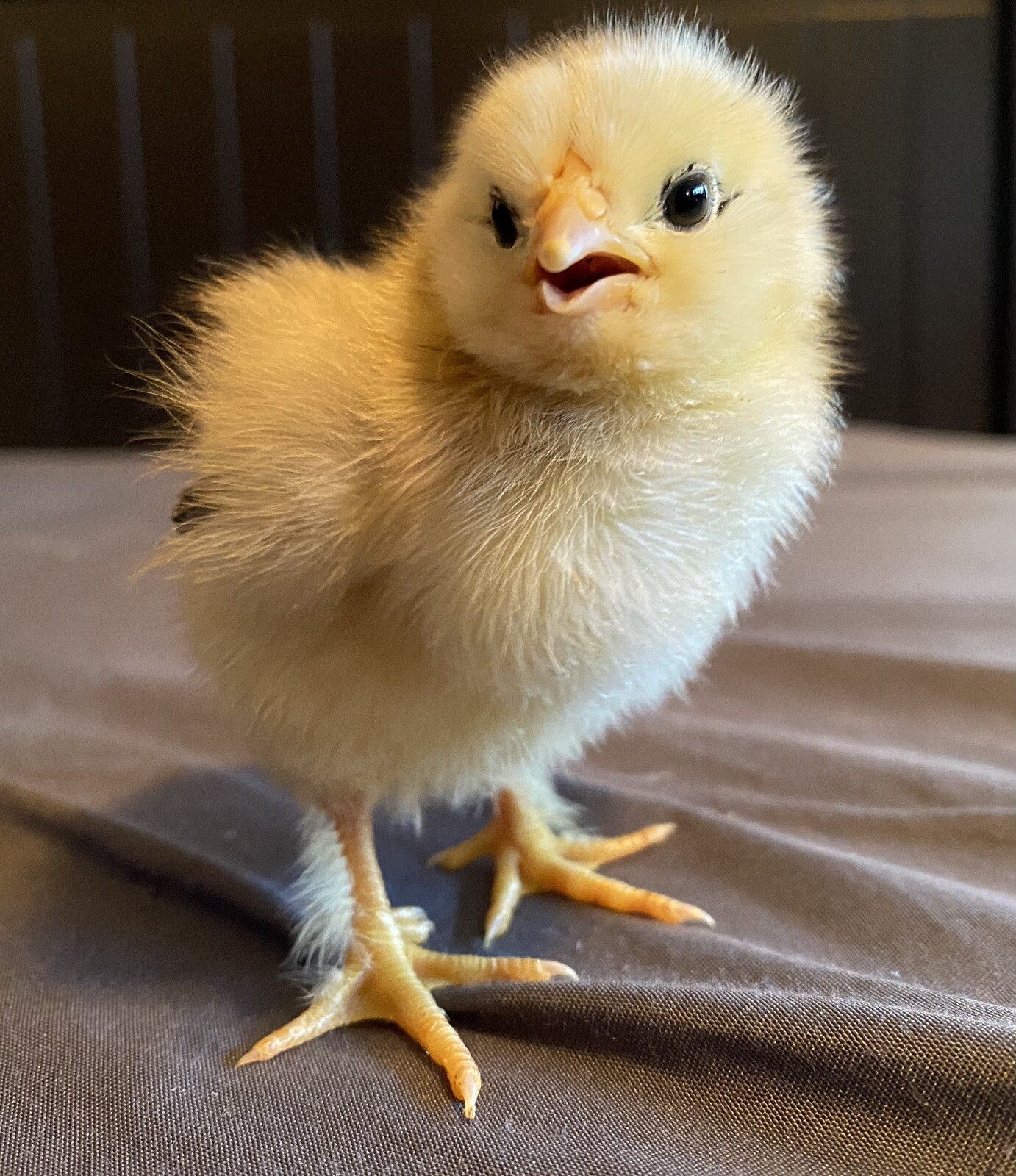 10+ Rare Breed Chicken Fertile Hatching Eggs Orpington, Cochin, Sweddish Flower