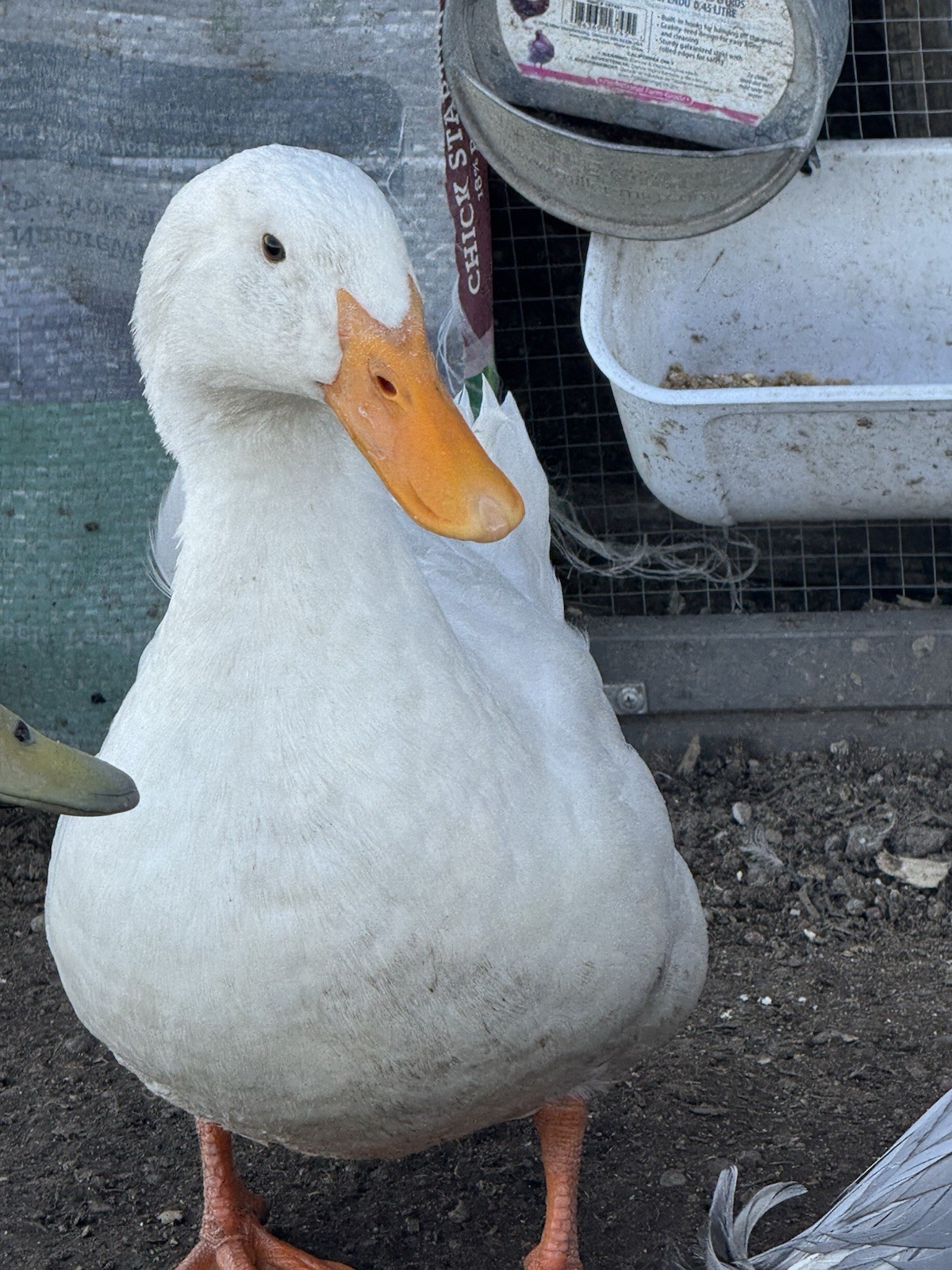 Pekin And Blue Swedish Duck Eggs