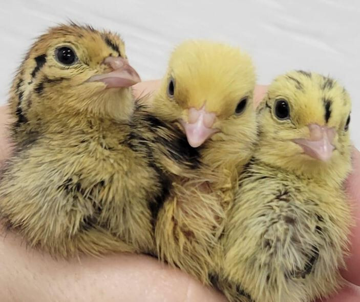 150+ extras Coturnix Quail Hatching Eggs NPIP Flock – UPS Shipping