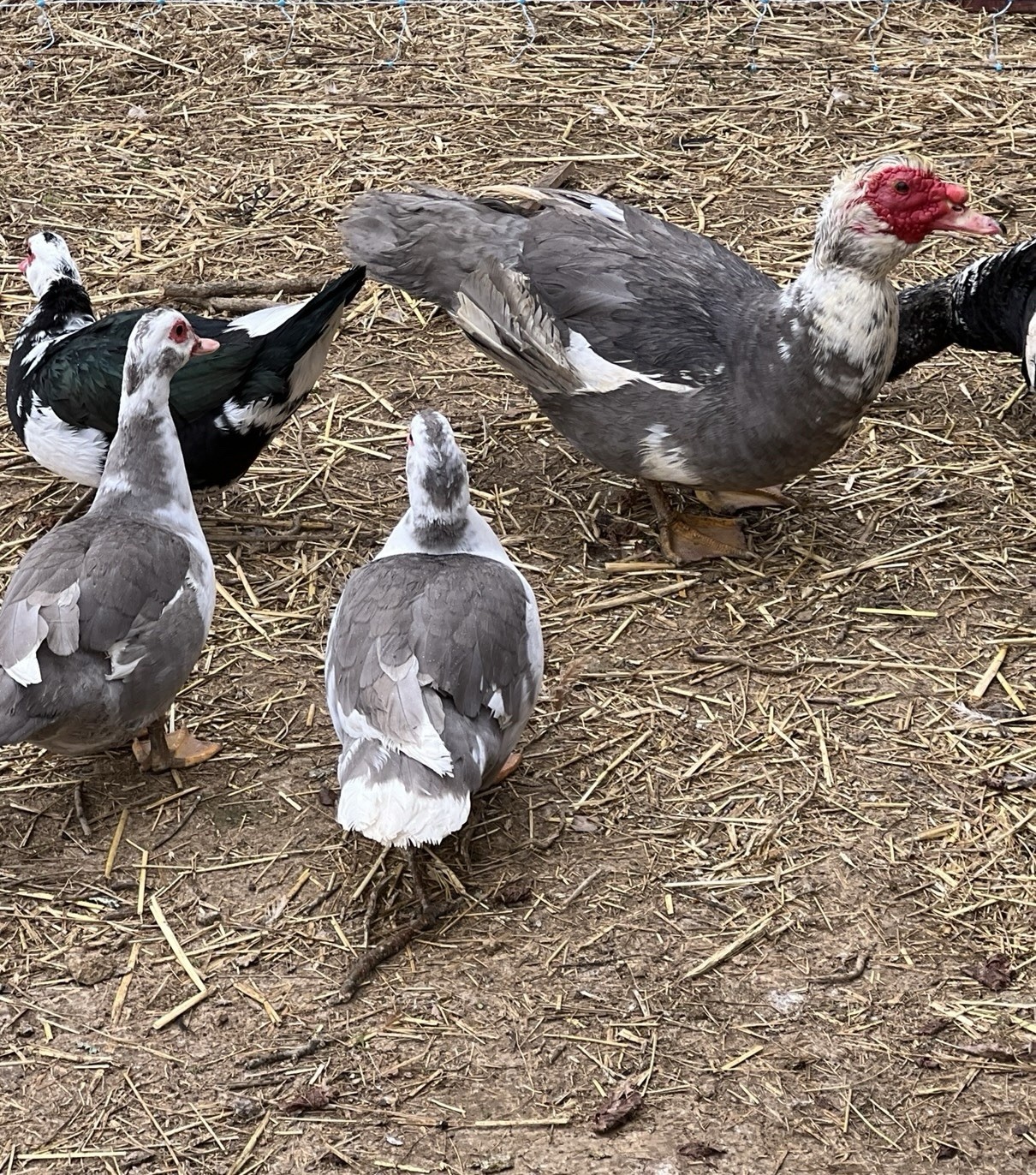 12+ Purebred Fertile Muscovy Duck Hatching Eggs (Rare Colors)