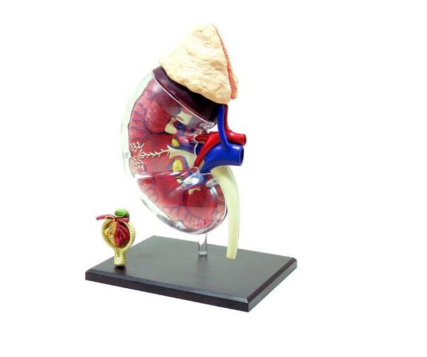 3D Kidney and Renal Corpuscle Anatomy Education Model 9.6 x 7.4 x 2.3 Inches US