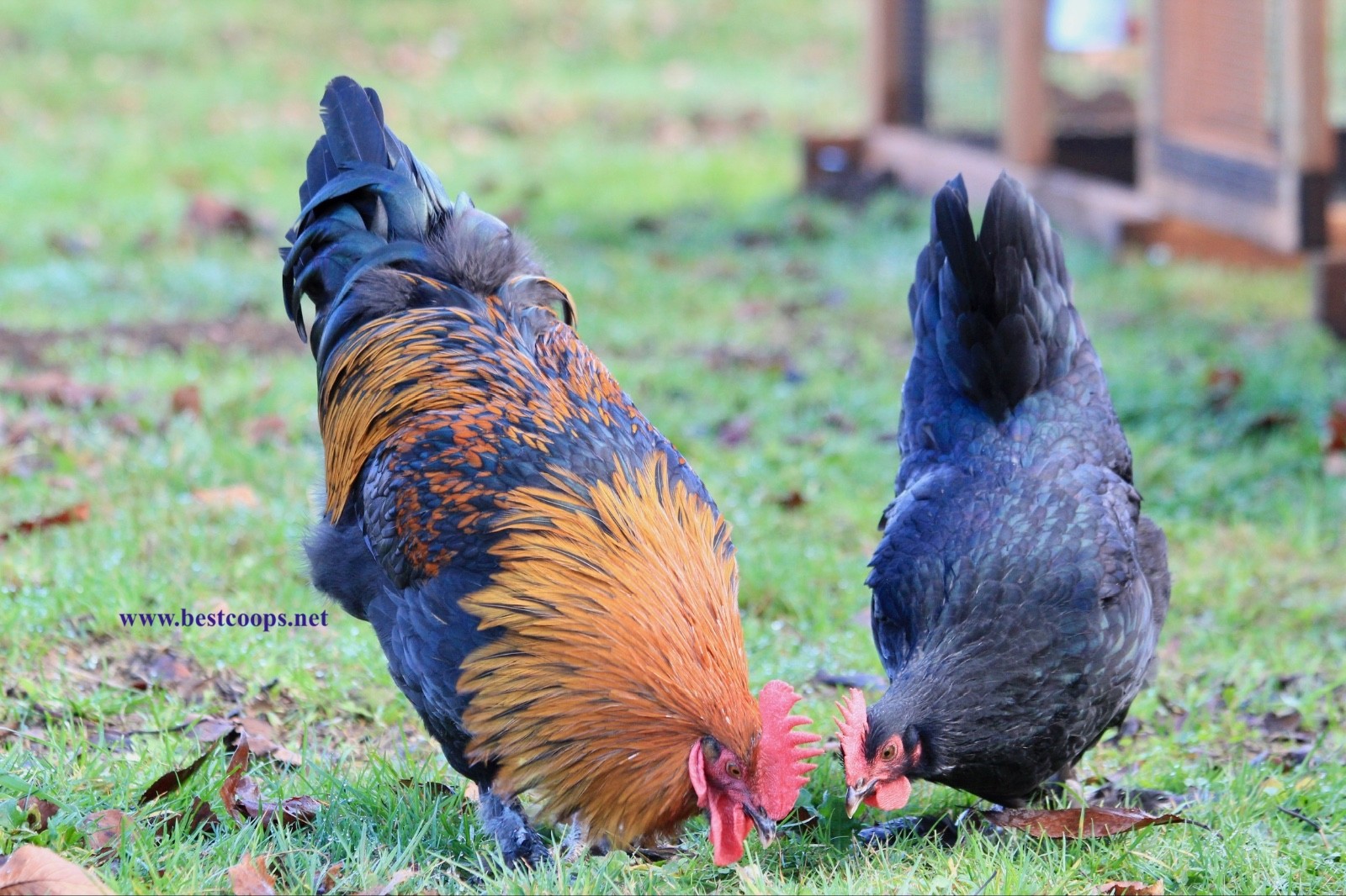 10+ Fertile Black Copper Marans Chicken Hatching Eggs