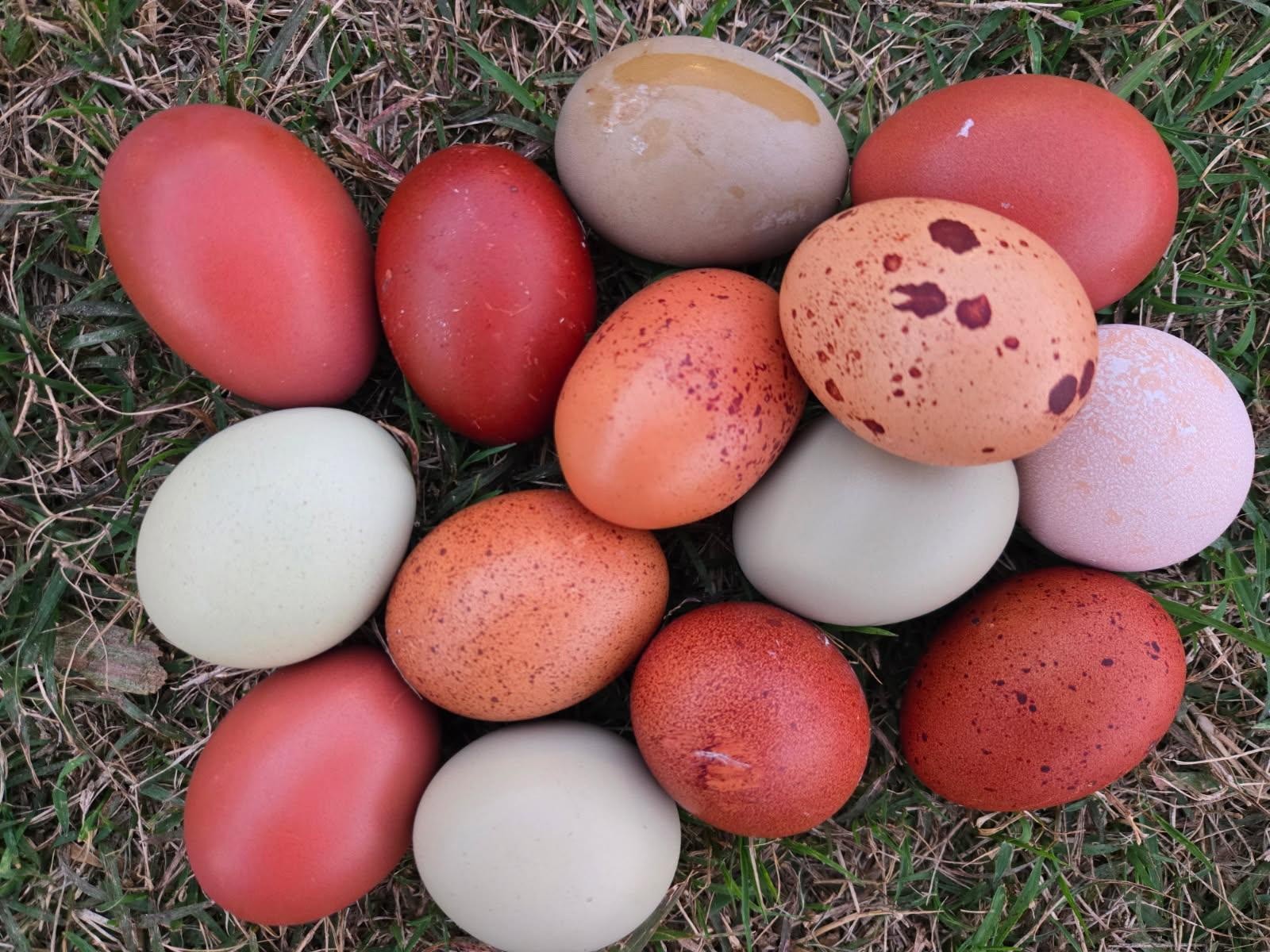 🐣✨ 12 Rainbow chicken hatching eggs| Healthy Flock – NOT Barnyard Mix🐣✨