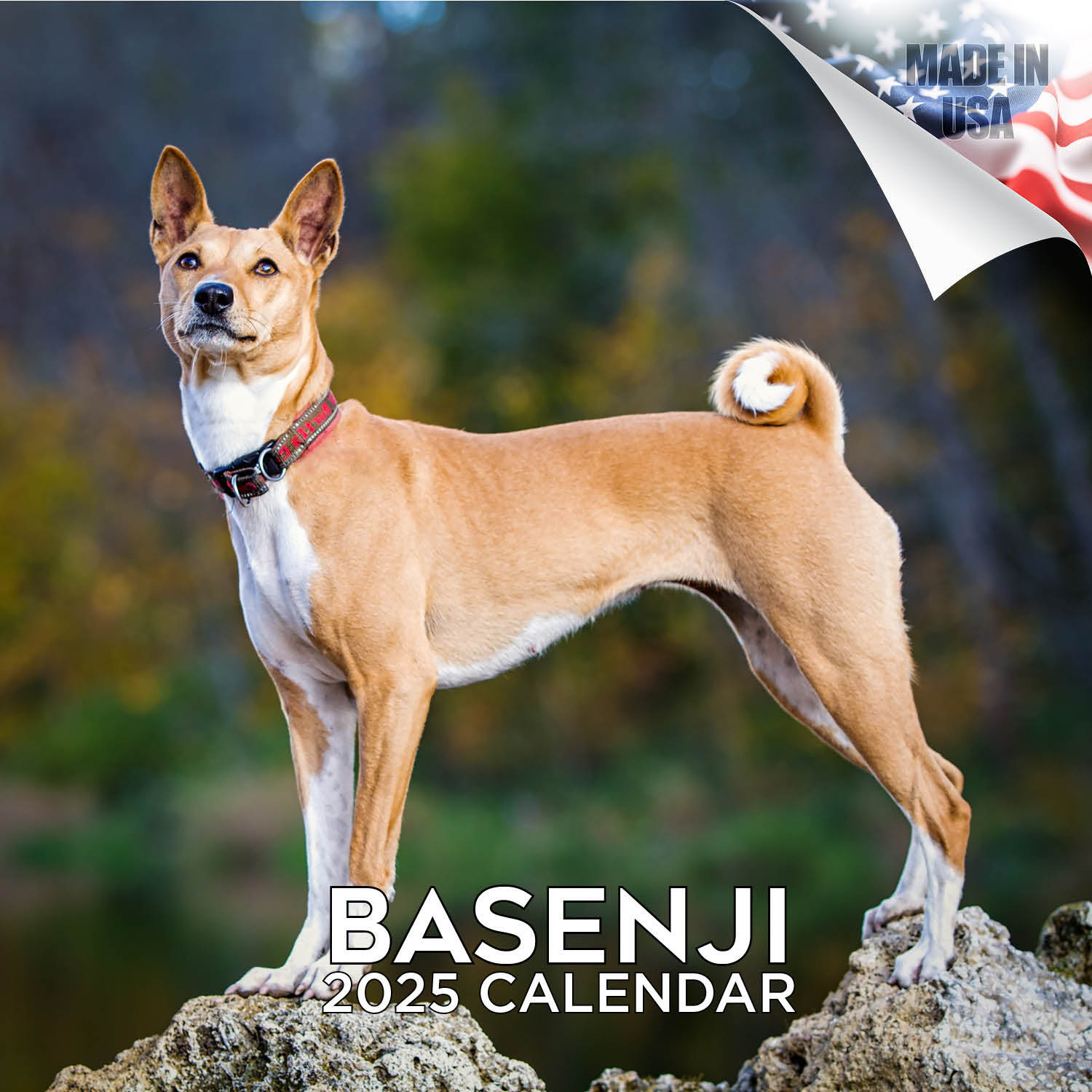 Basenji Dog Breed Calendar 2025 FULL SIZE 12×24 Made in USA