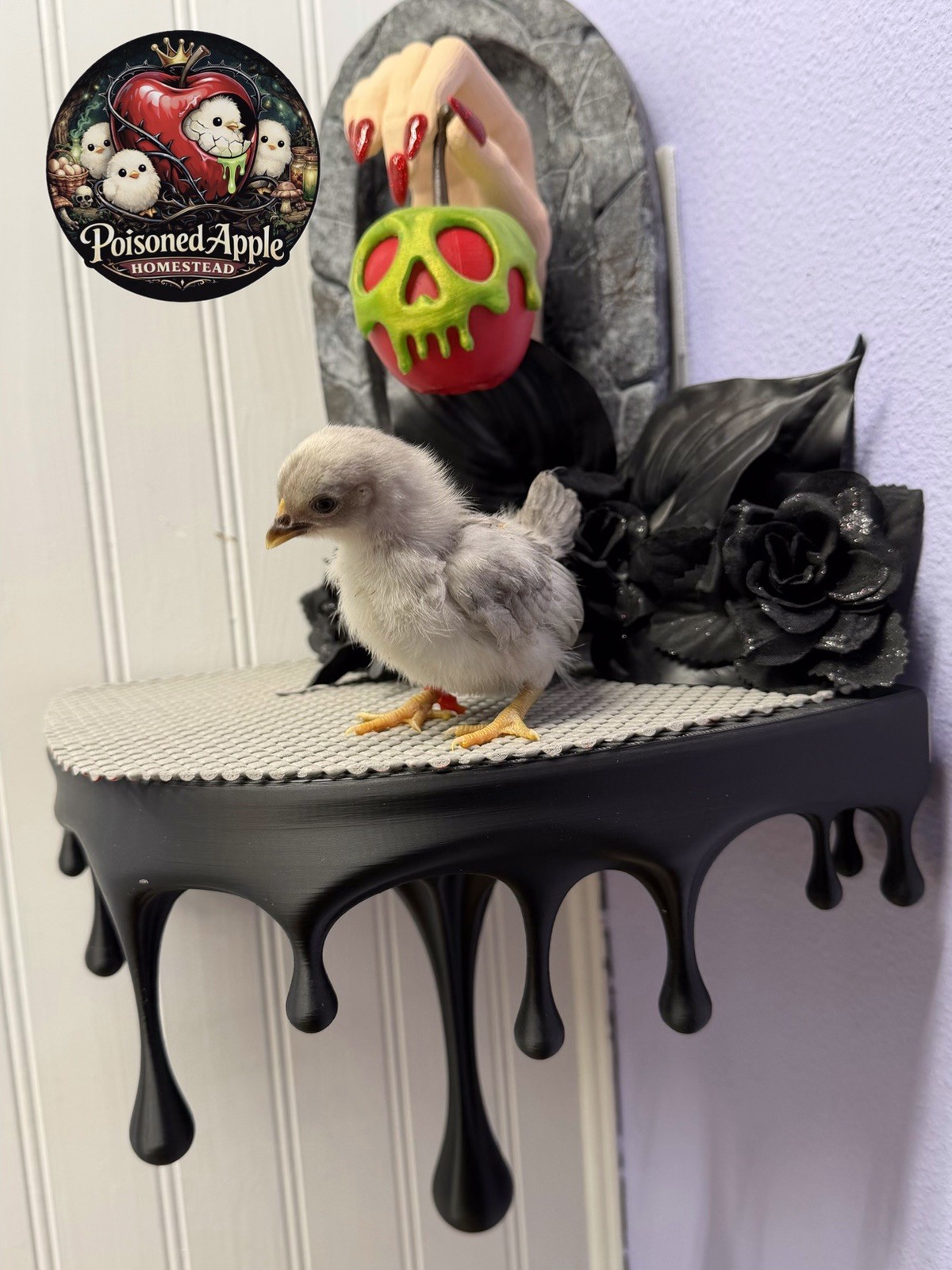 12+++ High Quality Fertile Serama Hatching Eggs Mixed Colors** Frizzle**Silkied*