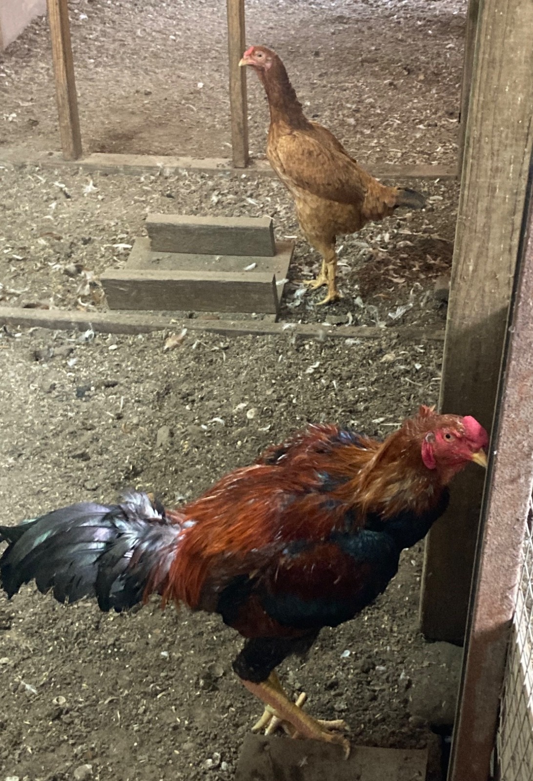 7 FRESH Indio Gigante Hatching Eggs shipped either USPS or 2 Day FedEx
